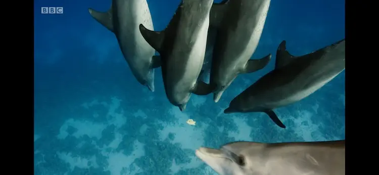 Common bottlenose dolphin (Tursiops truncatus truncatus) as shown in Blue Planet II - Coral Reefs